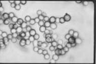 conidia3