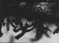 conidia1